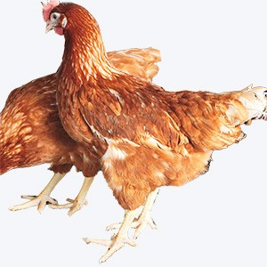 Chicken Enkoko 1Kg