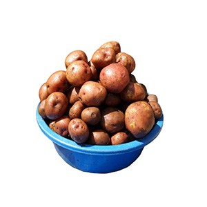 Organic Irish Potato  Full Container