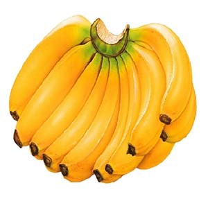 Yellow Banana Bogoya