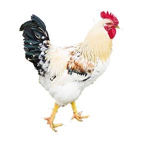 Kuroiler Chicken Enkoko Up to 2Kg